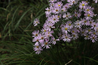 High angle view of purple flowering plant on field