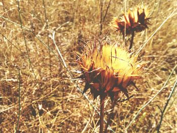 Close-up of thistle flower on field