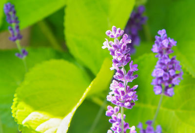 Close-up of purple flowers