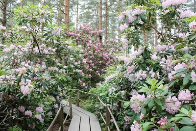 Flowers blooming on tree