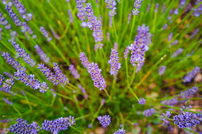 Close-up of purple flowering plants on field