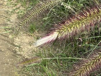 plant