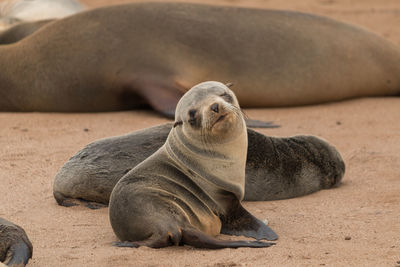 Sea lion relaxing on sand