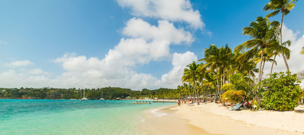 Panoramic shot of palm trees on beach against sky