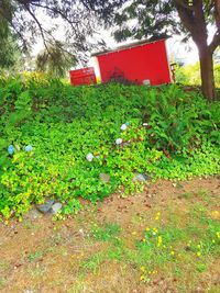 Flowering plants on field