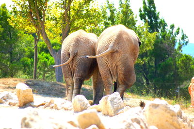 Elephants on rocks