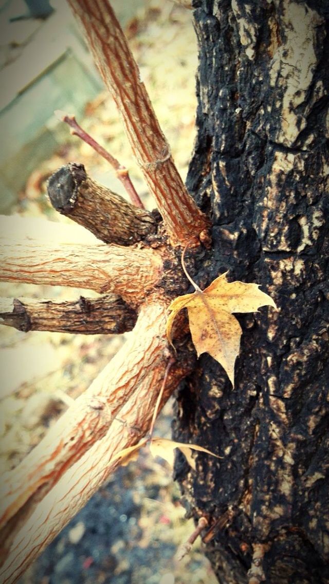 close-up, wood - material, tree trunk, focus on foreground, wood, dry, textured, selective focus, nature, bark, tree, log, day, brown, leaf, outdoors, natural pattern, tree stump, no people, aging process