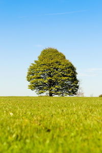 Tree on field against clear sky