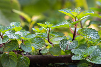 Close-up of raindrops on leaves