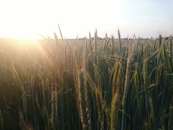 Wheat crop in field