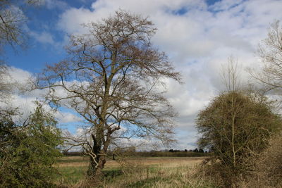 Trees on field against sky