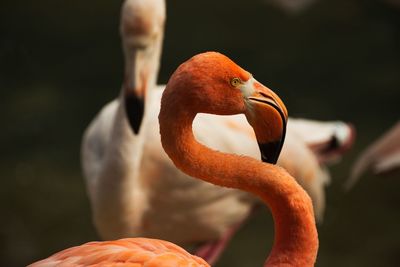 Close-up of a bird