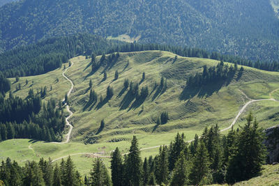 High angle view of pine trees in forest