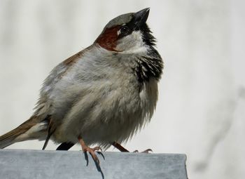 Close-up of bird perching on snow