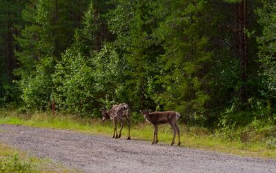 Horses in a forest