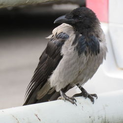 Close-up of bird perching on wall