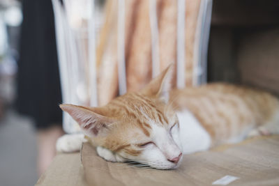 Close-up of cat sleeping at home