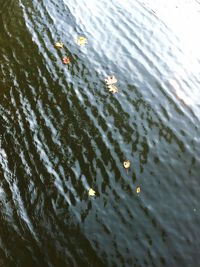 High angle view of swan swimming in lake