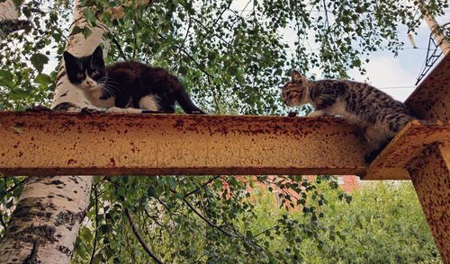 Low angle view of cats on the tree