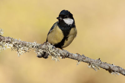 Close-up of bird perching on branch