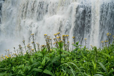 Scenic view of waterfall on field
