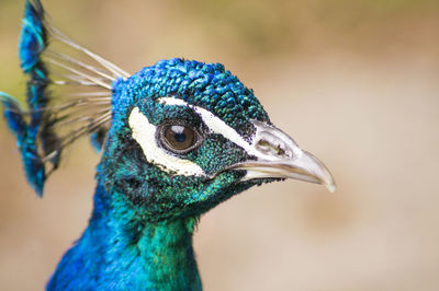 Close-up of a peacock