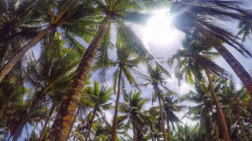 Low angle view of palm trees in forest