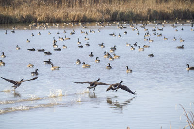 Flock of birds flying over lake