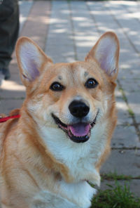 Portrait of a shona inu dog