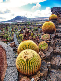 Cactus growing on field against sky