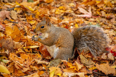 High angle view of squirrel on leaves during autumn