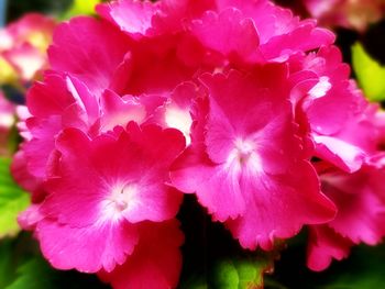 Close-up of pink flowers