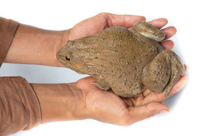 Close-up of person holding hands over white background