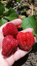 Close-up of hand holding strawberries