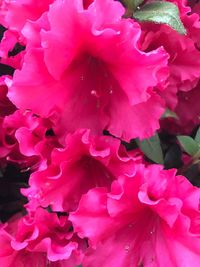 Close-up of pink rose blooming outdoors