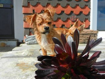 Portrait of dog on flower