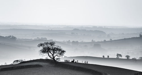 View of trees on landscape against sky