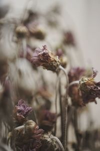 Close-up of dried plant