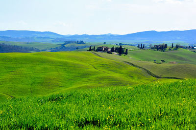 Scenic view of grassy field