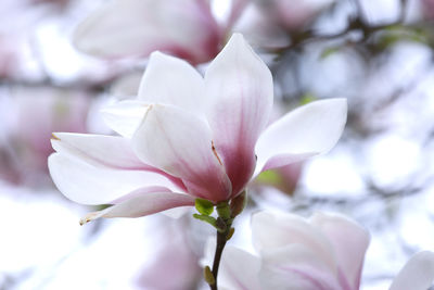 Close-up of fresh pink cherry blossoms