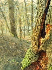 Trees in forest