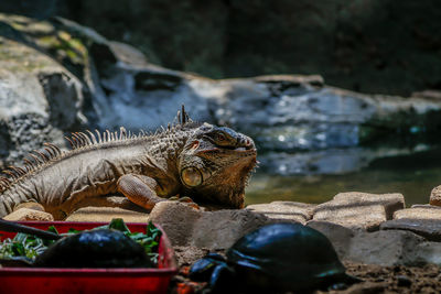 Close-up of iguana on rock by sea