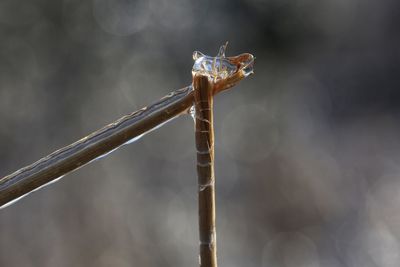 Close-up of insect on twig