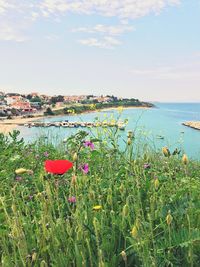 Close-up of flowers in sea