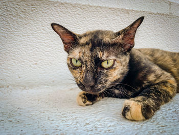 Close-up portrait of tabby cat