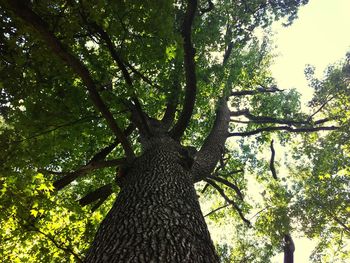 Low angle view of tree in forest