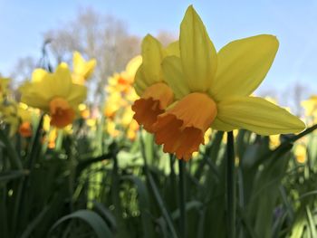 Close-up of yellow daffodil flowers in field