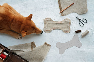 High angle view of shiba inu dog relaxing on table with pattern of textile bone