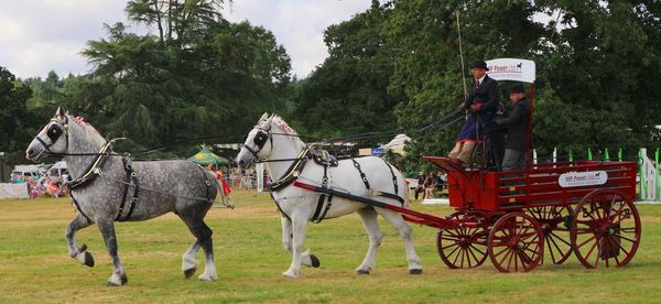Horse cart by trees on farm