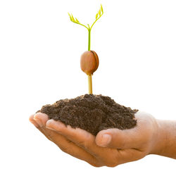 Close-up of hand holding apple against white background